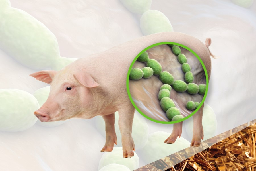 Bệnh liên cầu lợn là gì?