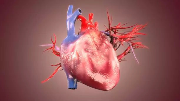 Chức năng của tim là gì?