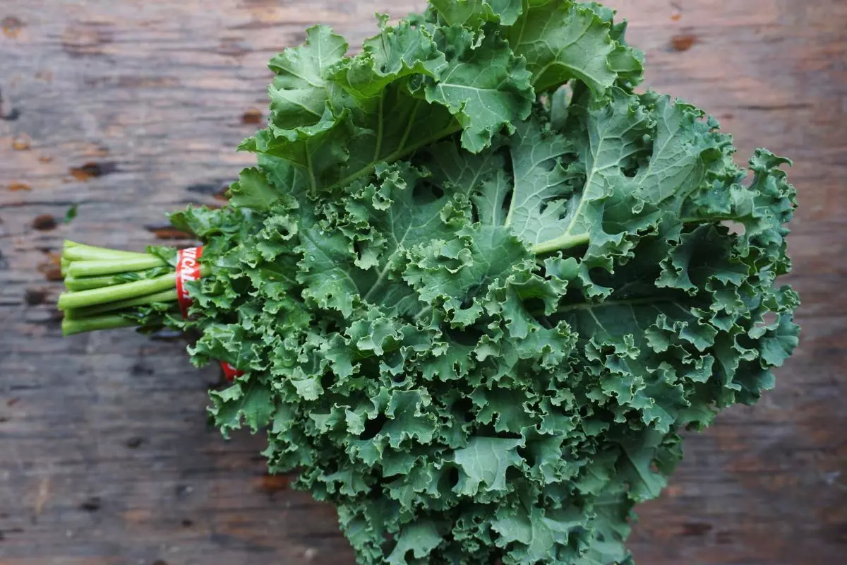   Curly kale là loại cải kale phổ biến nhất