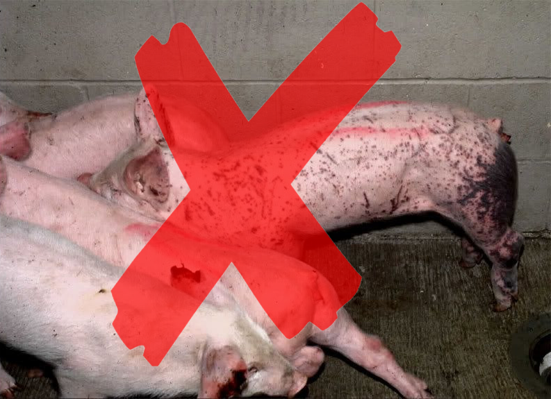 Tuyệt đối không ăn thịt lợn nhiễm bệnh