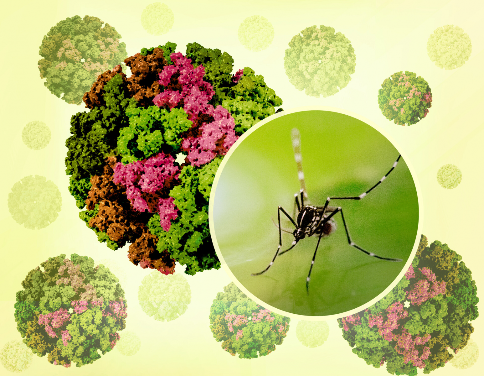 Dịch Chikungunya Sát Việt Nam – Hiểu Rõ Nguy Cơ, Chủ Động Phòng Tránh