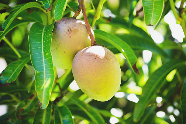 Lá xoài có nhiều công dụng cho sức khỏe.